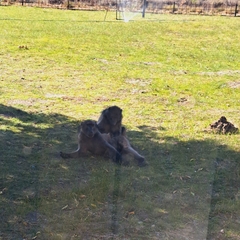 Papio ursinus ursinus