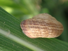 Cernuella virgata