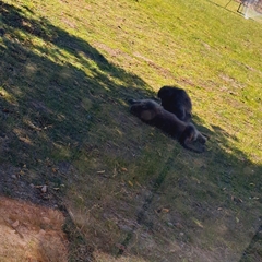 Papio ursinus ursinus