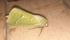 Aenetus virescens