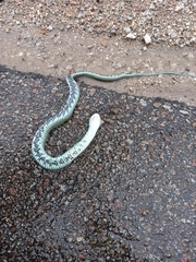 Natrix astreptophora