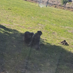 Papio ursinus ursinus