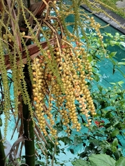 Ptychosperma macarthurii