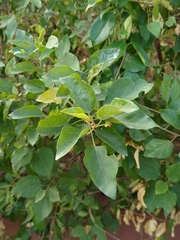Mallotus repandus