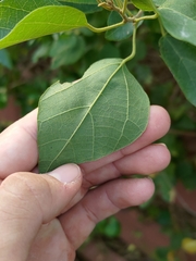 Mallotus repandus