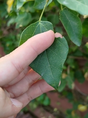 Mallotus repandus