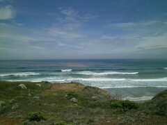 Noctiluca scintillans