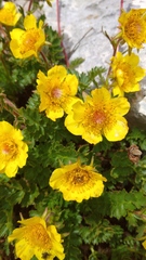 Geum reptans
