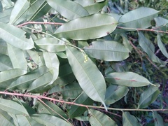 Clusiaceae