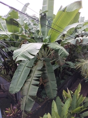Musa × paradisiaca