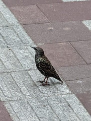 Sturnus vulgaris