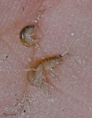 Echinogammarus kretensis