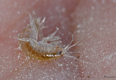Echinogammarus kretensis