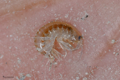 Echinogammarus kretensis