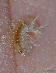 Echinogammarus kretensis