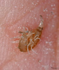 Echinogammarus kretensis