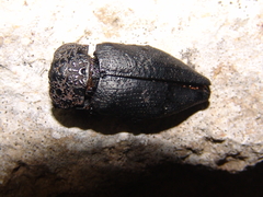 Capnodis tenebrionis