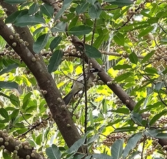 Pycnonotus sinensis formosae