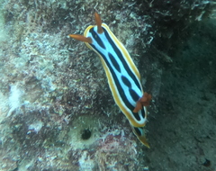 Chromodoris