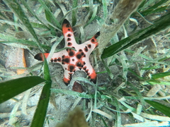 Protoreaster nodosus