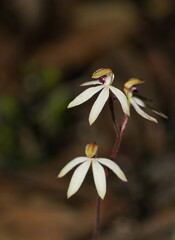 Caladenia cucullata