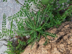Phyllanthus amarus