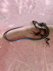 Plestiodon japonicus