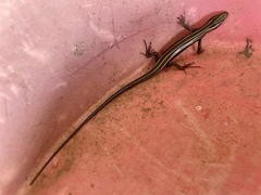 Plestiodon japonicus