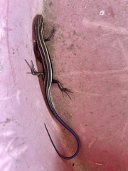 Plestiodon japonicus