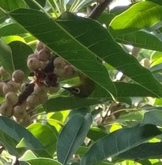 Zosterops simplex simplex