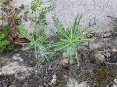Phyllanthus amarus