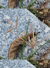 Cyperus compressus