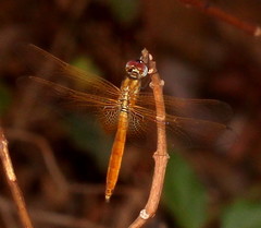 Trithemis aurora