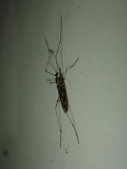 Amphineurus hudsoni