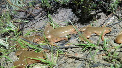 Xenopus laevis