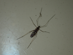 Amphineurus hudsoni
