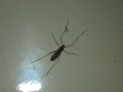 Amphineurus hudsoni