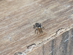 Hasarius adansoni
