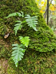 Polypodium vulgare