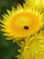 Phalacridae
