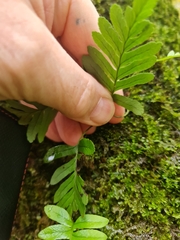 Polypodium vulgare
