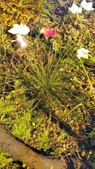 Eleocharis obtusa