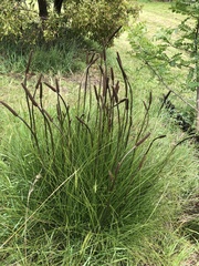 Xanthorrhoea minor lutea