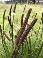 Xanthorrhoea minor lutea