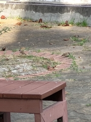 Passer montanus saturatus