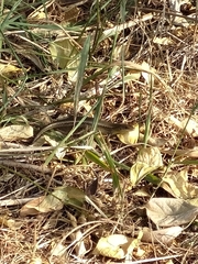 Eutropis multifasciata