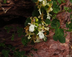 Teucrium pyrenaicum