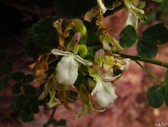Teucrium pyrenaicum