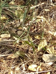 Eutropis multifasciata