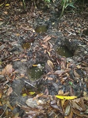 Loxodonta cyclotis